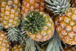 Pineapple genome sequence can help develop new crops resistant to climate change.