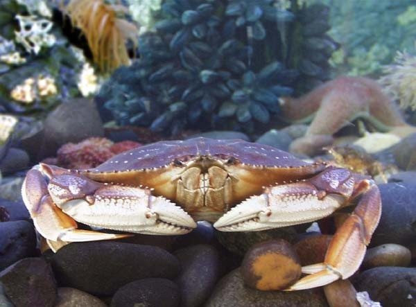 The Dungeness crab, Cancer magister, is an important commercial species in the family Cancridae. They range from the Pribilof Islands in the Bering Sea to Santa Barbara, California. Their preferred habitat is sandy bottom and in eelgrass beds, subtidally 