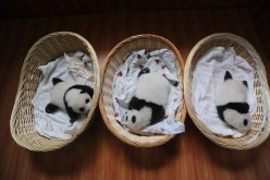 Panda cubs snooze in individual baskets in Sichuan Province.