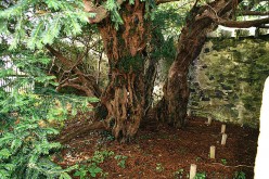 The 5,000 year old Fortingall Yew is the oldest tree in Europe.