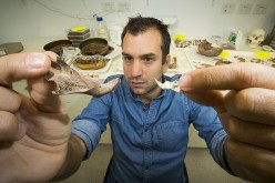 Julien Louys holds the jaw bone of a giant rat species discocvered on East Timor, up against a comparison with the same bone of a modern rat