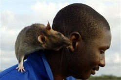 Researchers discovered remains of an extinct species of rats that are as big as dogs.