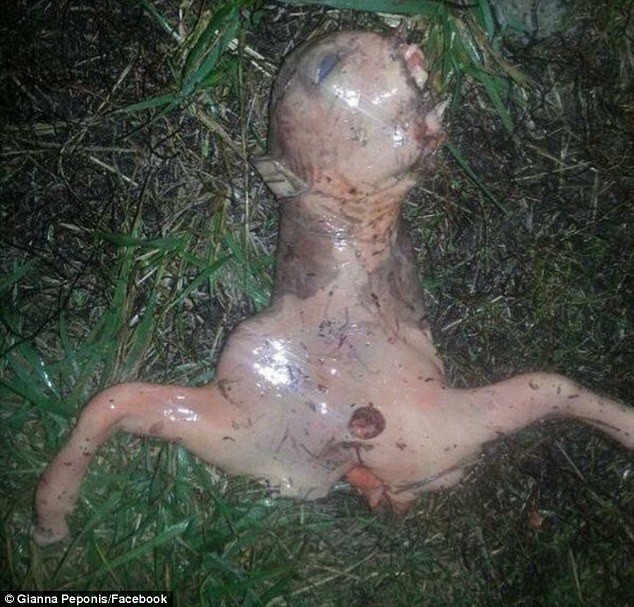 UFO Sightings and Alien News: UFO and baby Alien allegedly found in California