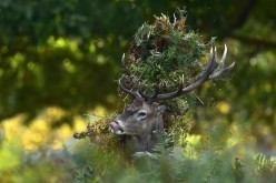 Male Red Deer 