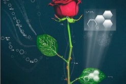 Scientists have created a cyborg rose, merging electronic circuits with the plant's system.