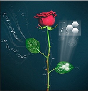 Scientists have created a cyborg rose, merging electronic circuits with the plant's system.