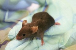 Chinese scientists have created a mice using two eggs and without a sperm, which is seen as a pioneering feat in reproductive science. 
