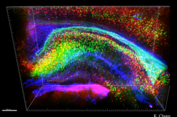 Neural Portrait of Human Brain 