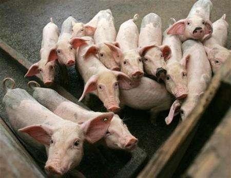 Pigs are seen at a hog pen in Jiaxing, eastern China's Zhejiang province, in this September 16,2006 file photo. 