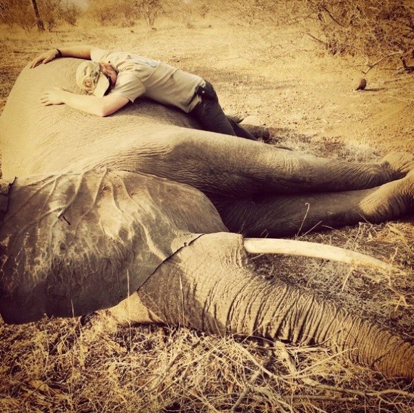 Britain's Prince Harry hugs a sedated elephant at the Kruger National Park in South Africa. 