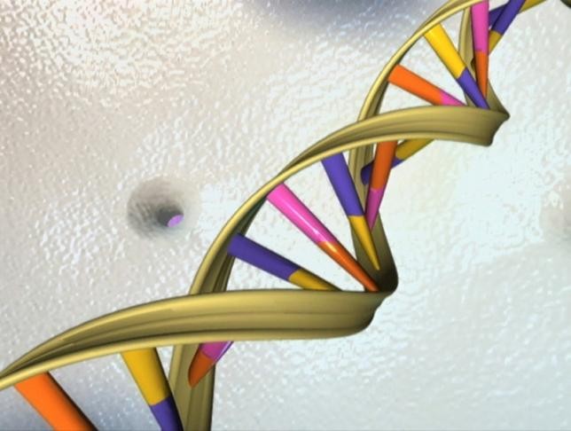 A DNA double helix is seen in an undated artist's illustration released by the National Human Genome Research Institute to Reuters.