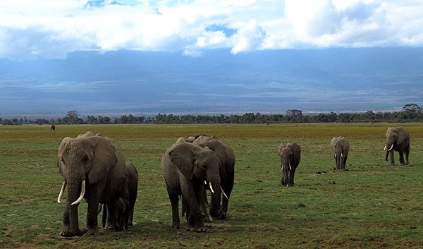 The main goal of sending delegates to the African country is to educate the Chinese people about illegal wildlife trade, particularly in ivory, and discourage them from supporting such products.