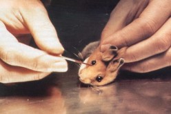 Animals such as mice, monkeys and dogs are used in learning medical skills.
