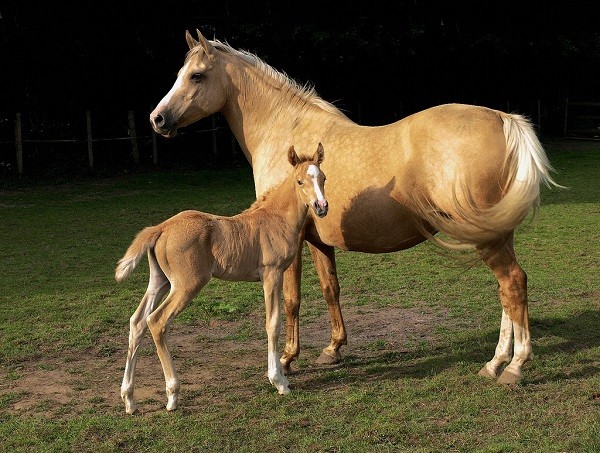 The palomino or "golden horse" has a gold coat and white mane and tail.