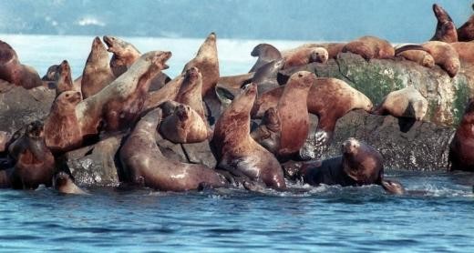 A group of sea lions resting oily waters