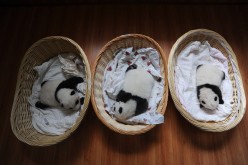 Newborn panda cubs lie in baskets at Ya'an Base in Ya'an, Sichuan Province, China, on Aug. 21, 2015.