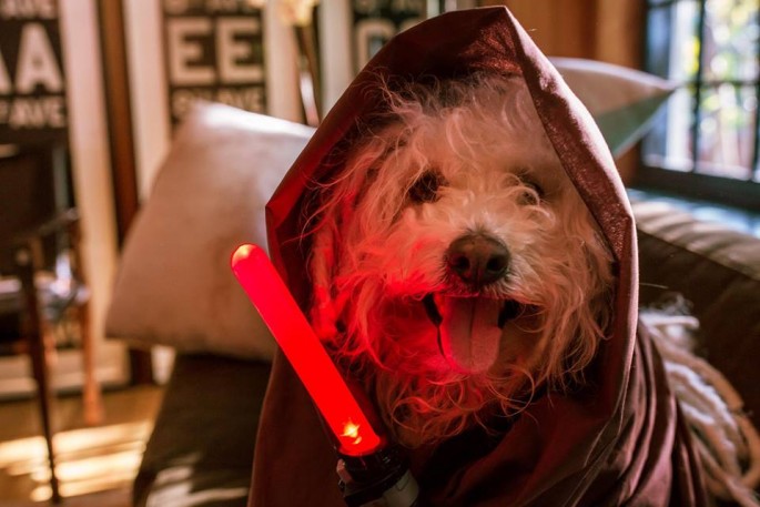 Mark Zuckerberg's pooch is garbed in "Star Wars" jedi robe with a red lightsaber.