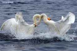 Thousands of migratory swans from Siberia converged on east China's Rongcheng to spend winter. 