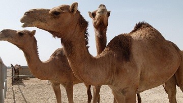 A study led by Chinese researchers has revealed that the MERS coronavirus infects most Arabian camels and has diverged into five variants.
