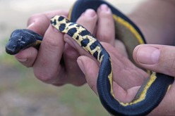 Yellow-bellied sea snake found in Silver Strand Beach in Ventura County on October 16.