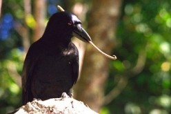 New Caledonian crows can make, use and even store their own tools.