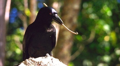 New Caledonian crows can make, use and even store their own tools.