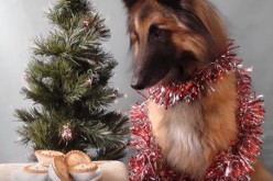 A dog is entangled with a Christmas ornament glances at pastries.