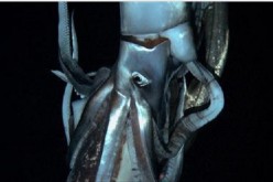 A giant squid is seen in this still image taken from video captured from a submersible by scientists near Ogasawara 