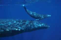 A humpback whale and a calf swimming in Maui, Hawaii.