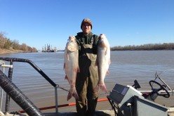 Two silver carp on the Mississippi River in Missouri. 