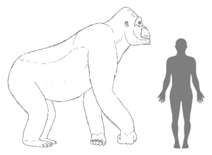 Estimated size of Giganthopithecus in comparison with a human