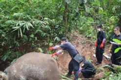 Forest police bury a dead elephant left by poachers about a year ago.