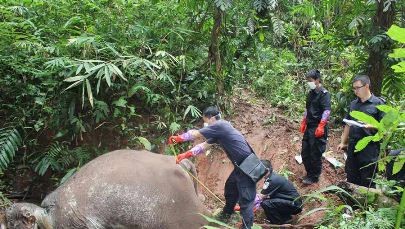 Forest police bury a dead elephant left by poachers about a year ago.