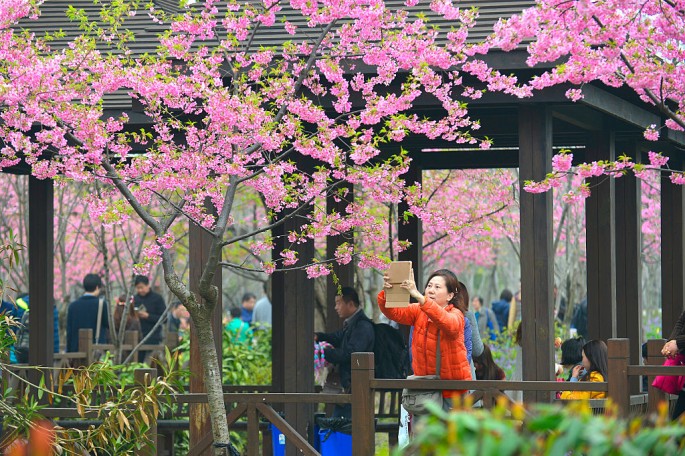 2015 Shanghai Cherry Blossom Festival