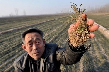 A farmer shows a dry seedling in his drought-stricken land. 2015 had been the warmest year on record in China.