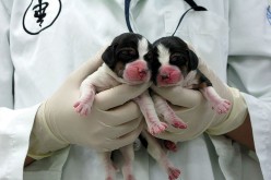 Korean Researchers Complete Dog Cloning From Fat Stem Cells