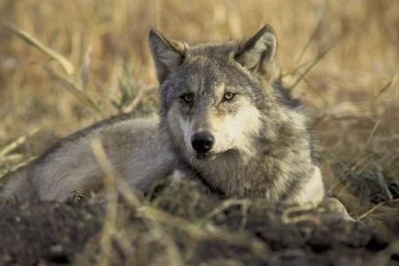 Chinese scientists believe that gray wolves are the common ancestors of more than 400 dog breeds in the world today.