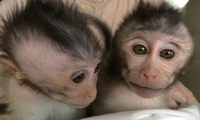 Here are two members of a second generation of monkeys that inherited an autism-related trait from genetically modified parents. 