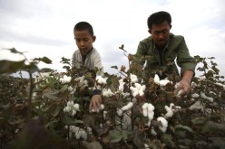 Xinjiang is China's largest producer of cotton.