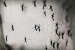 Aedes aegypti mosquitos are seen in a lab at the Fiocruz institute on January 26, 2016 in Recife, Pernambuco state, Brazil. The mosquito transmits the Zika virus and is being studied at the institute.