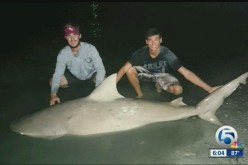 Tens of thousands of blacktip sharks have been seen around Jupiter Inlet in Palm Beach County. 