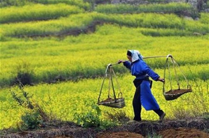 Chinese scientists found that farmers had overused phosphorus in 2012, averaging 80 kg of phosphorus per hectare for crop production, far higher than the average level among developed countries.