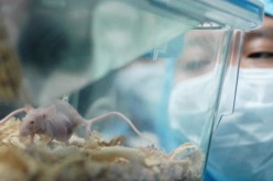 A lab worker inspects a white rat which has tumors and is used for cancer gene therapy research.