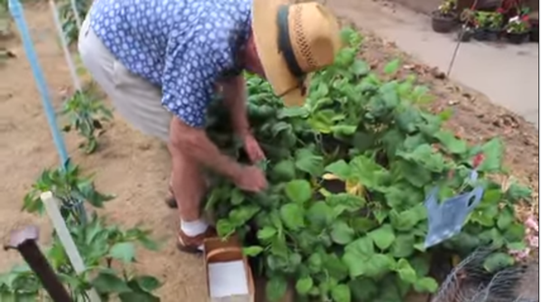 An 85-year-old grandpa shows of his impressive vegetable gardening skills