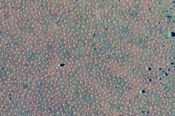 These are not crop circles, but fairy circles that were first reported 2014 in Western Australia