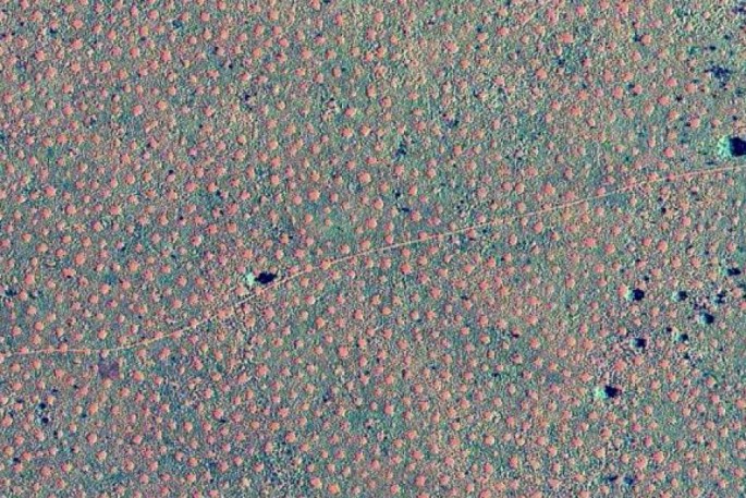 These are not crop circles, but fairy circles that were first reported 2014 in Western Australia