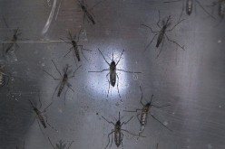 Aedes aegypti mosquitoes are seen in a lab at the Fiocruz institute in Recife, Pernambuco state, Brazil, on Jan. 26, 2016.