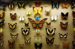 Butterfly display in New York
