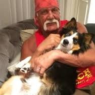 Terry Gene Bollea, better known by his ring name Hulk Hogan, is an American professional wrestler, actor, television personality, entrepreneur and rock bassist.