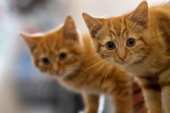 Milly, a 13-week-old kitten waits with her brother Charlie (L) to be re-homed at The Society for Abandoned Animals Sanctuary in Sale, Manchester.
